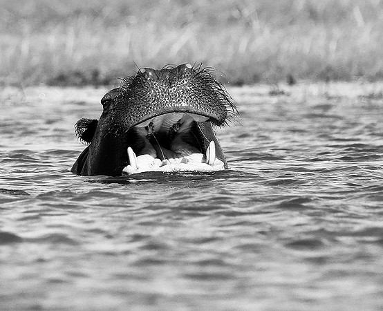 Hippo at kafue National Park