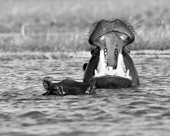 Hippo at kafue National Park