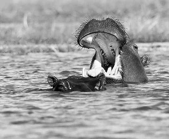 Hippo at kafue National Park