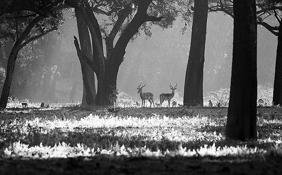 Impalas - South Luangwa