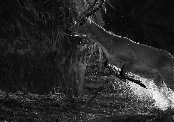 Lechwee - Kafue NP - Zambia