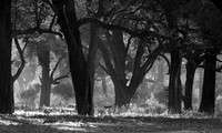 Impalas - South Luangwa
