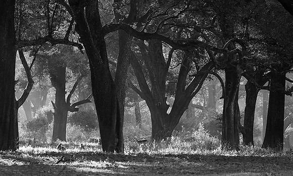Impalas - South Luangwa