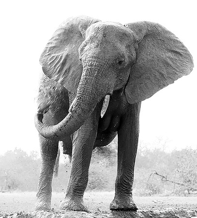 At Mashatu game reserve