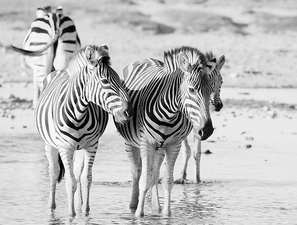 Makgadikgadi