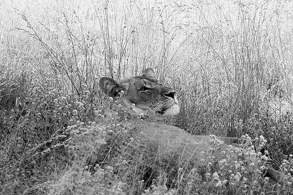 Central Kalahari
