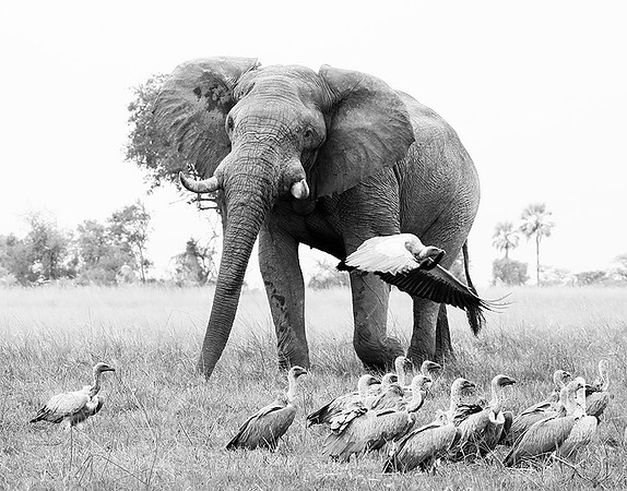 Delta of Okavango - Abu concession