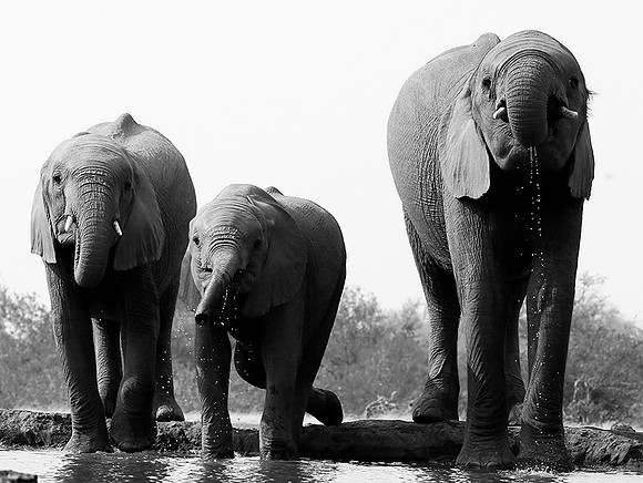 At Mashatu game reserve