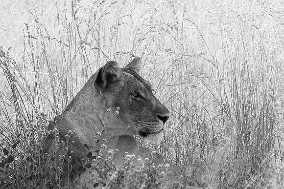 Central Kalahari