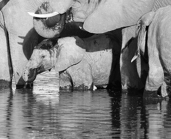 Abu - Delta of Okavango