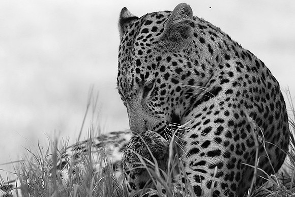 Abu - Delta of Okavango
