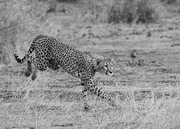 At Mashatu game reserve