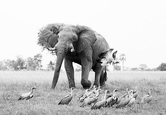 Delta of Okavango - Abu concession