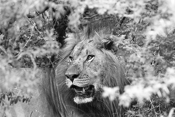 Abu - Delta of Okavango