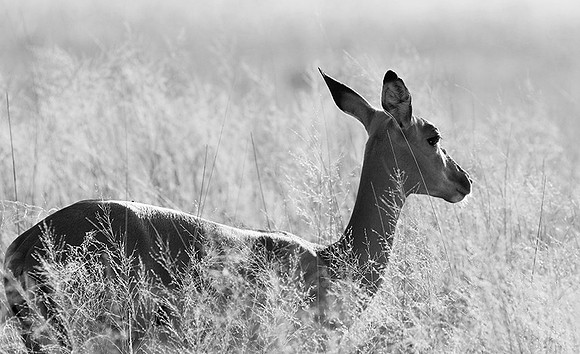 Impalas - delta of Okavango