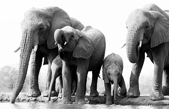 At Mashatu game reserve