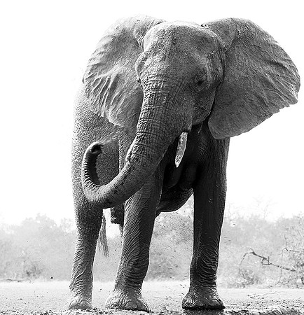 At Mashatu game reserve