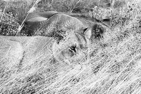 Central Kalahari