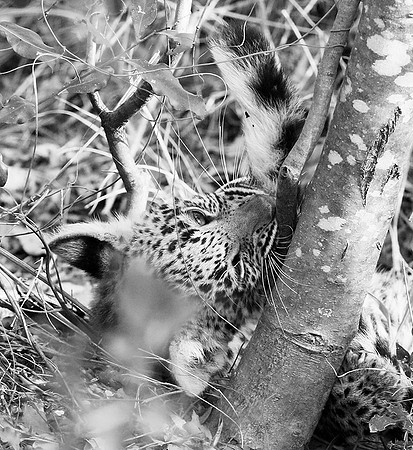 Abu concession - Delta Okavango