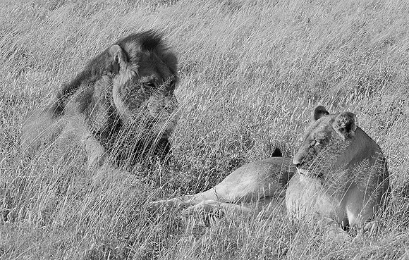 Central Kalahari