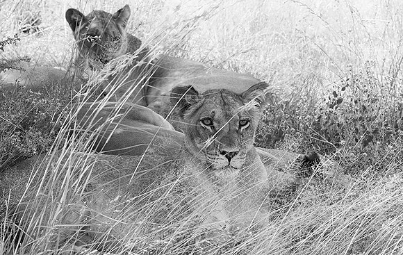 Central Kalahari