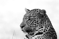 Abu - Delta of Okavango