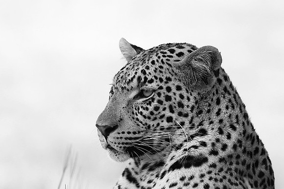 Abu - Delta of Okavango