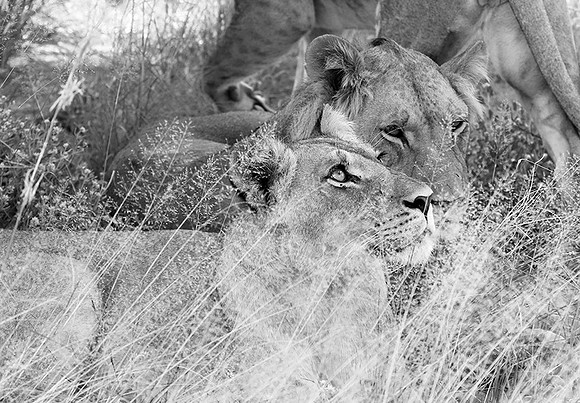 Central Kalahari