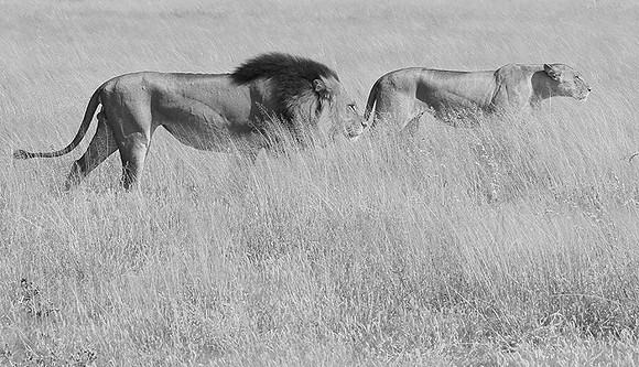 Central Kalahari
