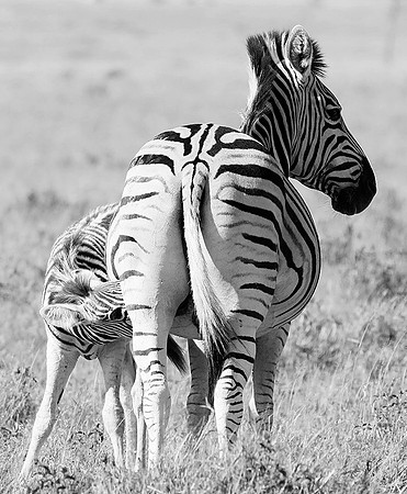 Makgadikgadi