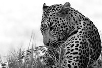 Abu - Delta of Okavango
