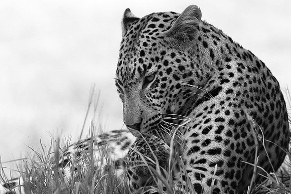 Abu - Delta of Okavango