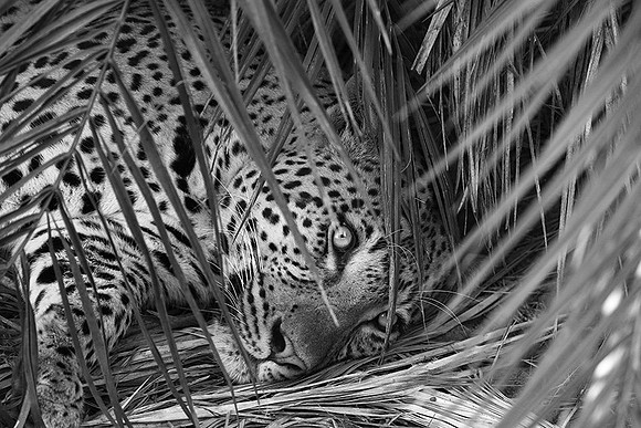 Leopard Mafunyane - Okavango