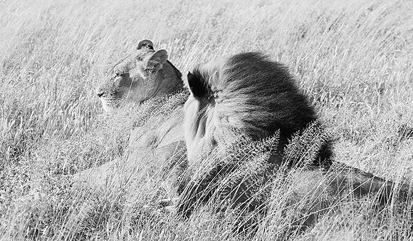 Central Kalahari