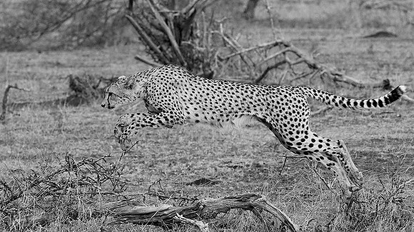 At Mashatu game reserve