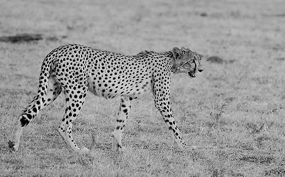 At Mashatu game reserve