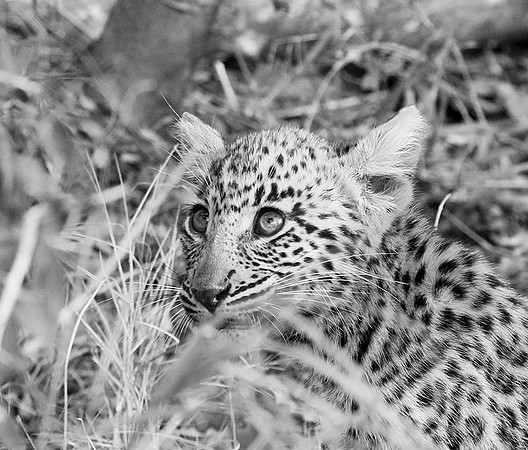 Abu concession - Delta Okavango