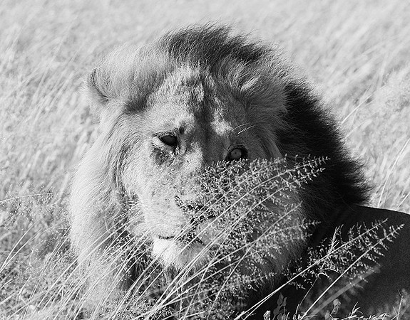 Central Kalahari