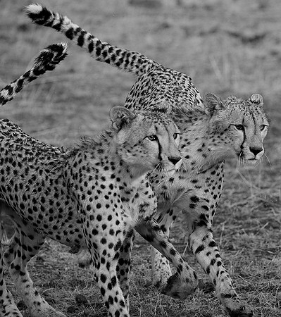 At Mashatu game reserve