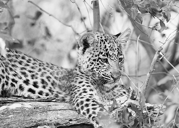 Bame's cub - Okavango