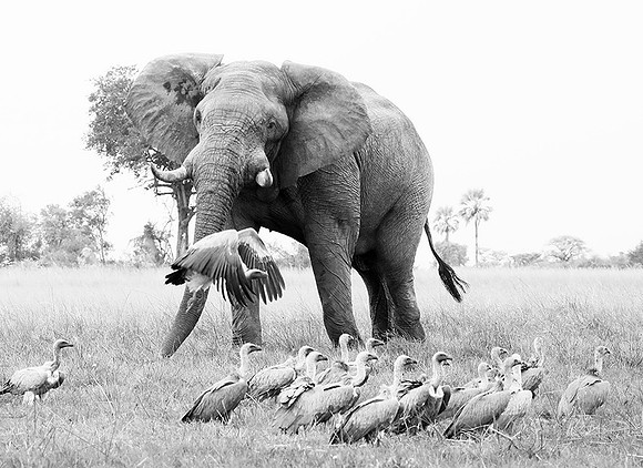 Delta of Okavango - Abu concession