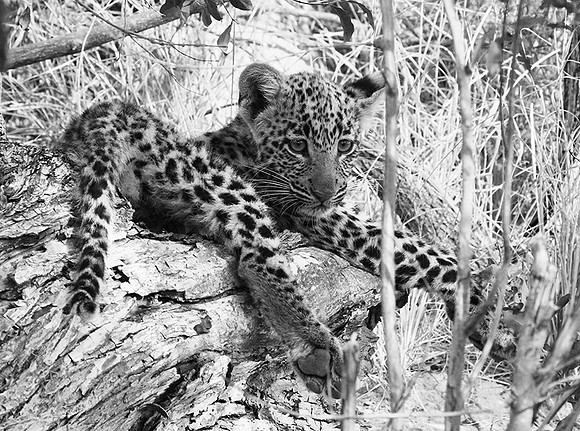 Bame's cub - Okavango