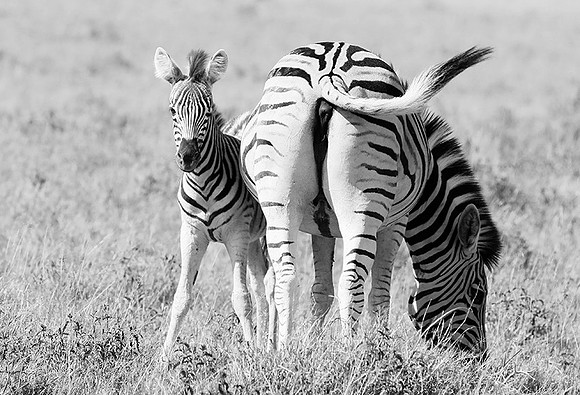 Makgadikgadi