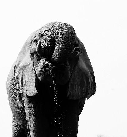 At Mashatu game reserve