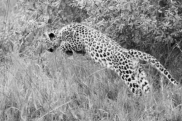 Leopard cub - Delta of Okavango