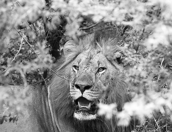 Abu - Delta of Okavango