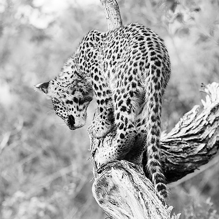 Bame's cub - Abu
