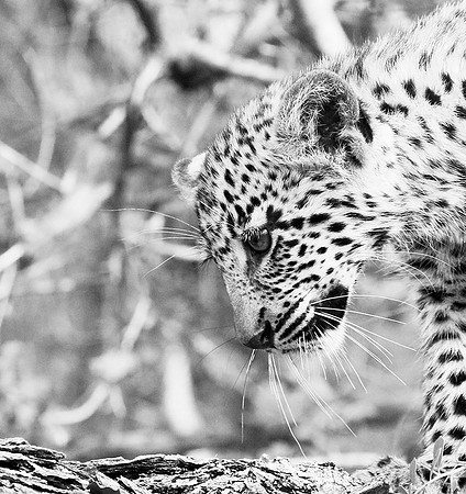Abu concession - Delta Okavango