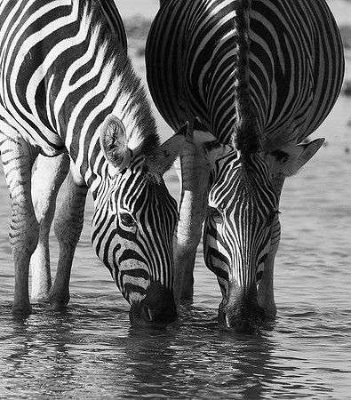 Makgadikgadi