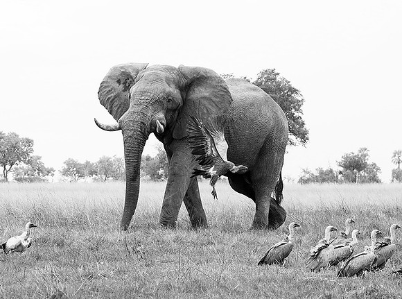 Delta of Okavango - Abu concession
